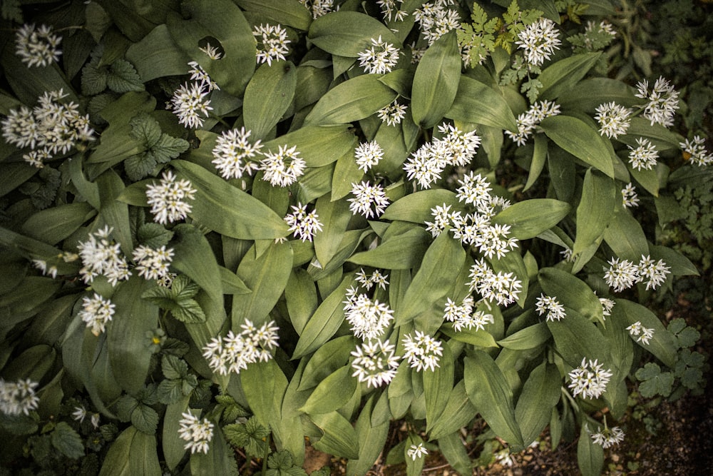 flores roxas com folhas verdes