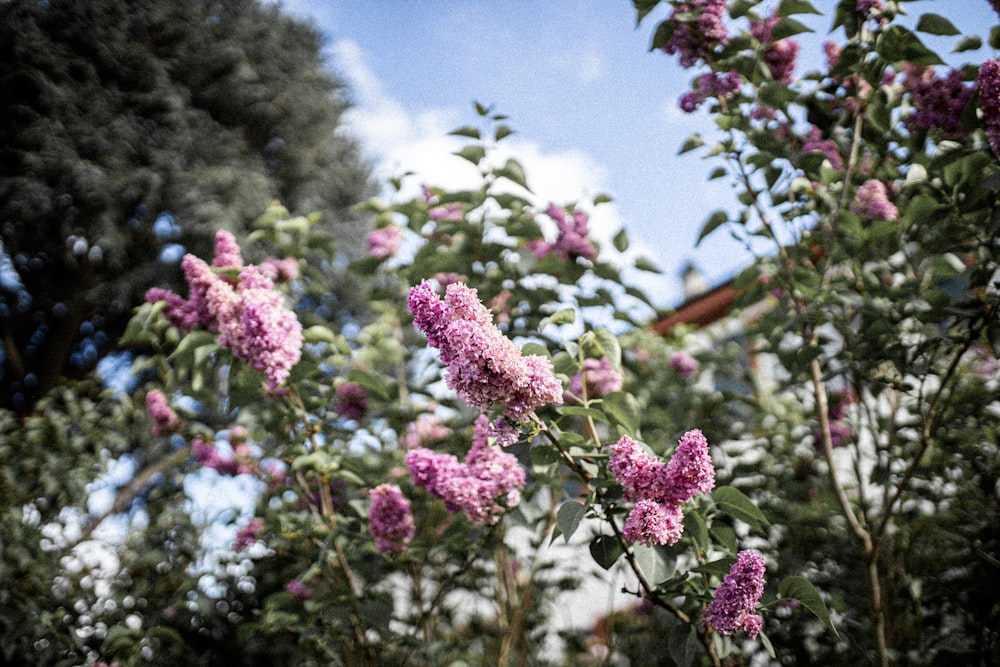 pink flowers in tilt shift lens