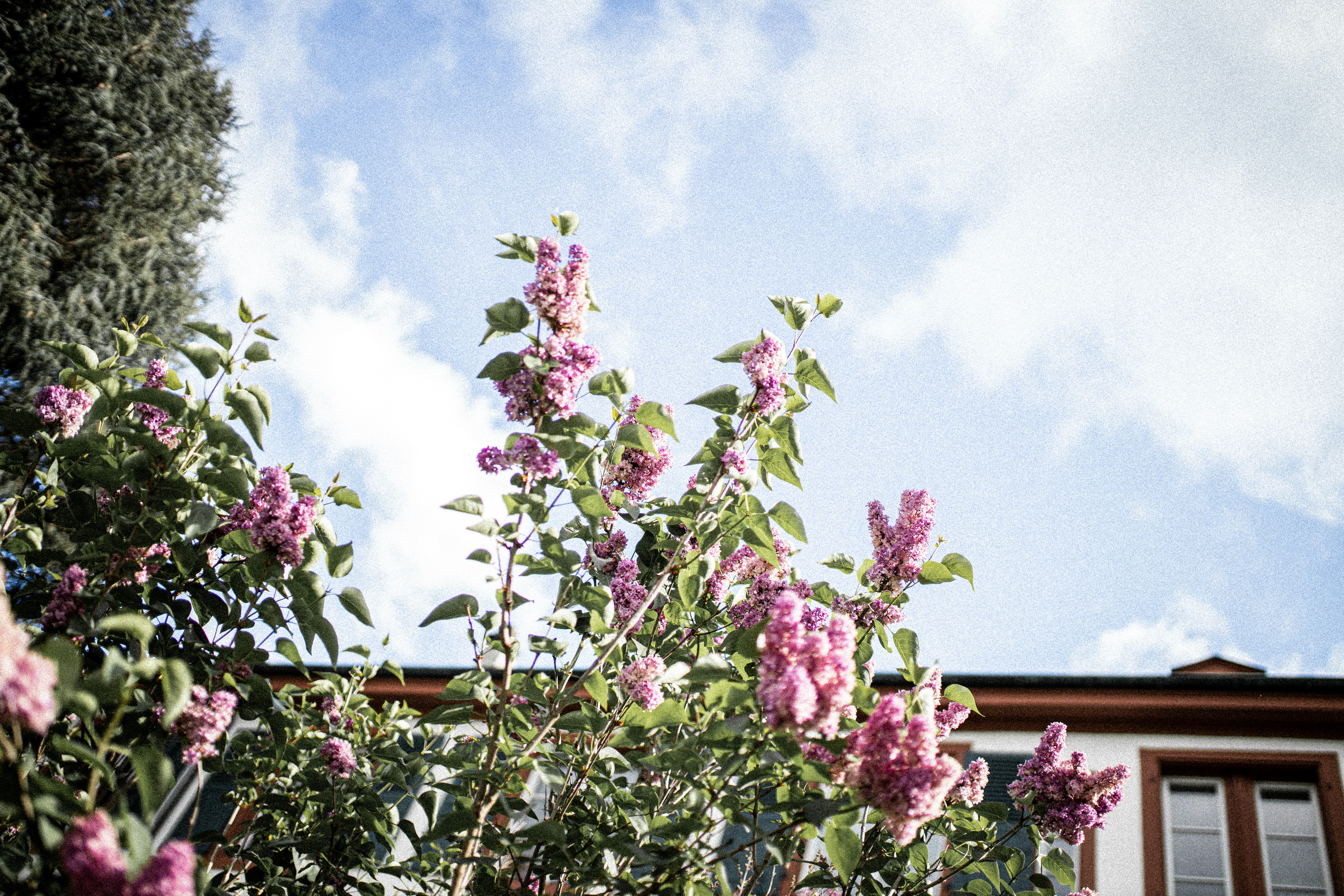 Photo by corina_rainer_