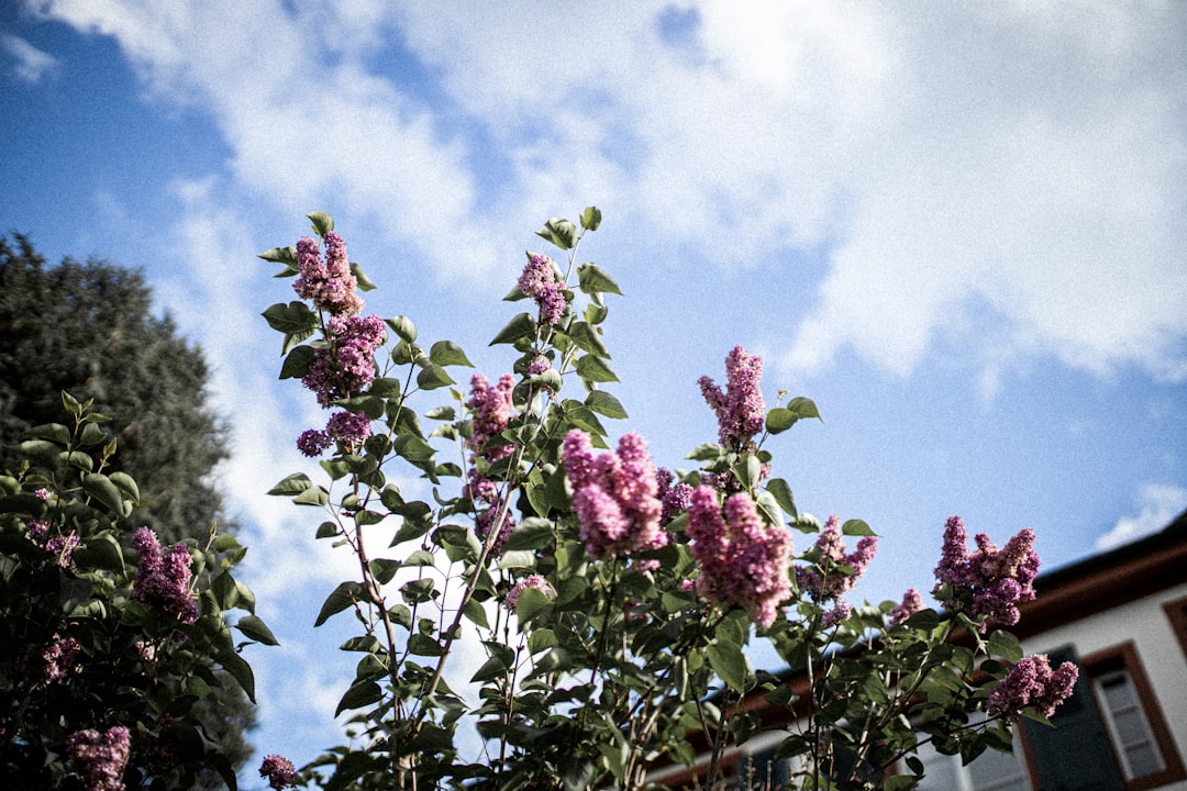 pink flower with green leaves