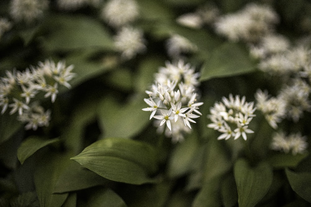 white flower in tilt shift lens