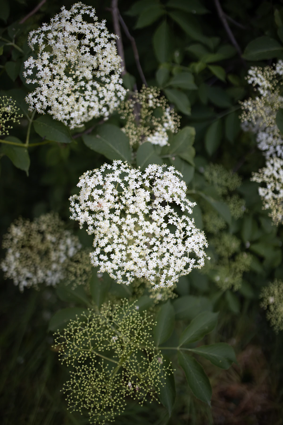 White blossoms and green leaves
