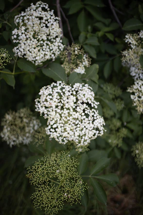 white flowers with green leaves