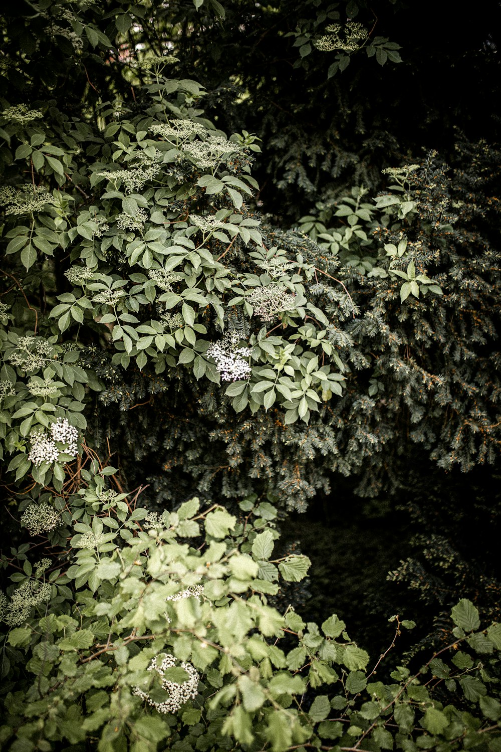 pianta verde con fiori bianchi