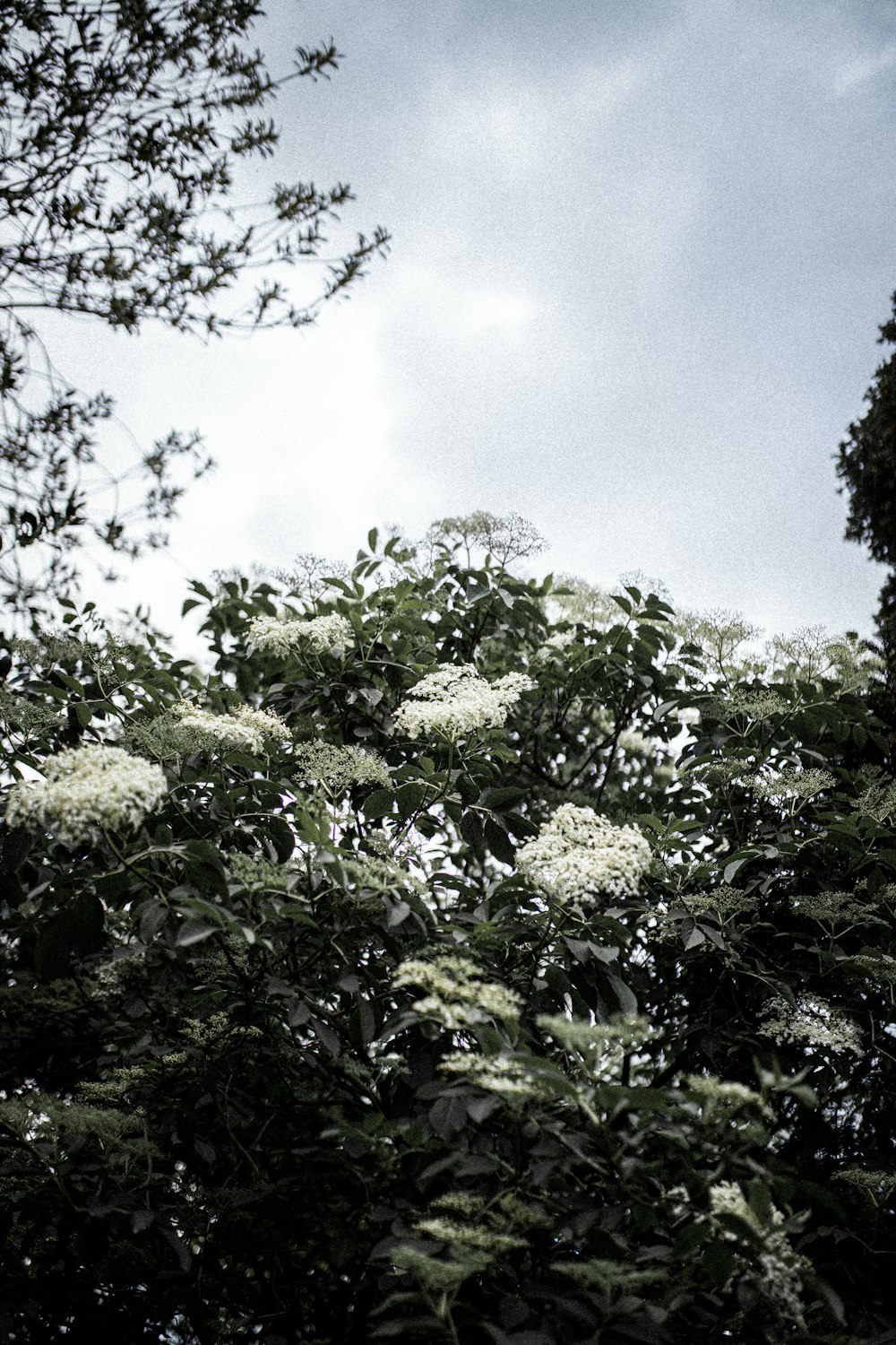 green tree under blue sky during daytime