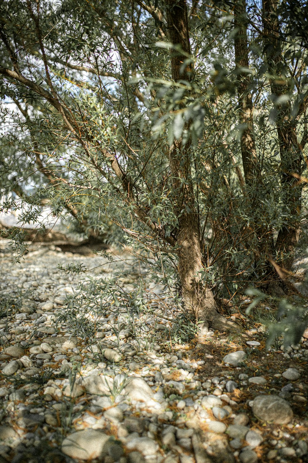 green and brown trees during daytime