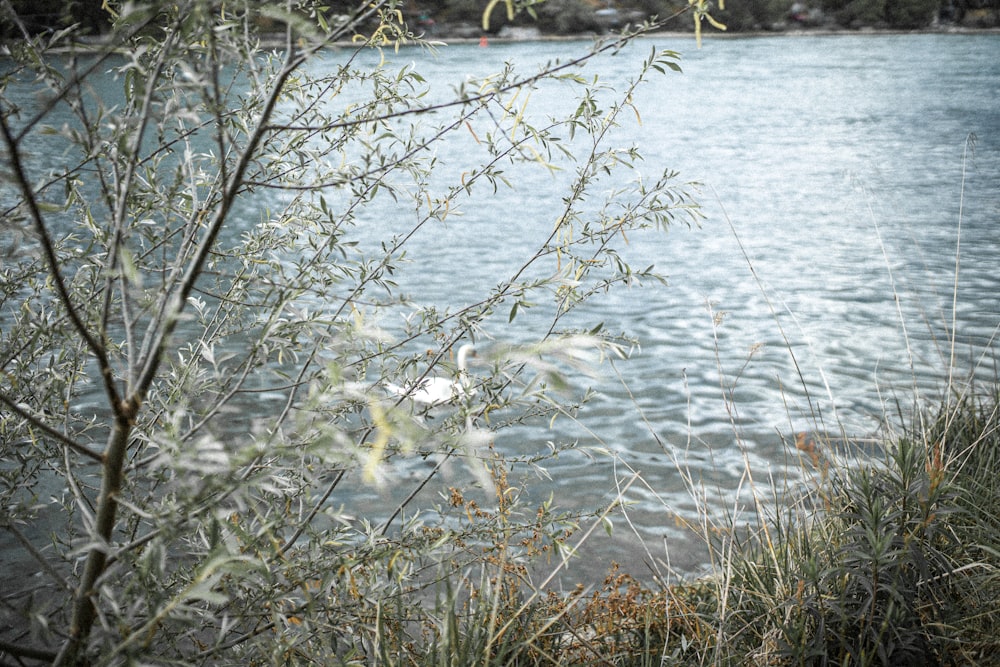 green grass on body of water during daytime