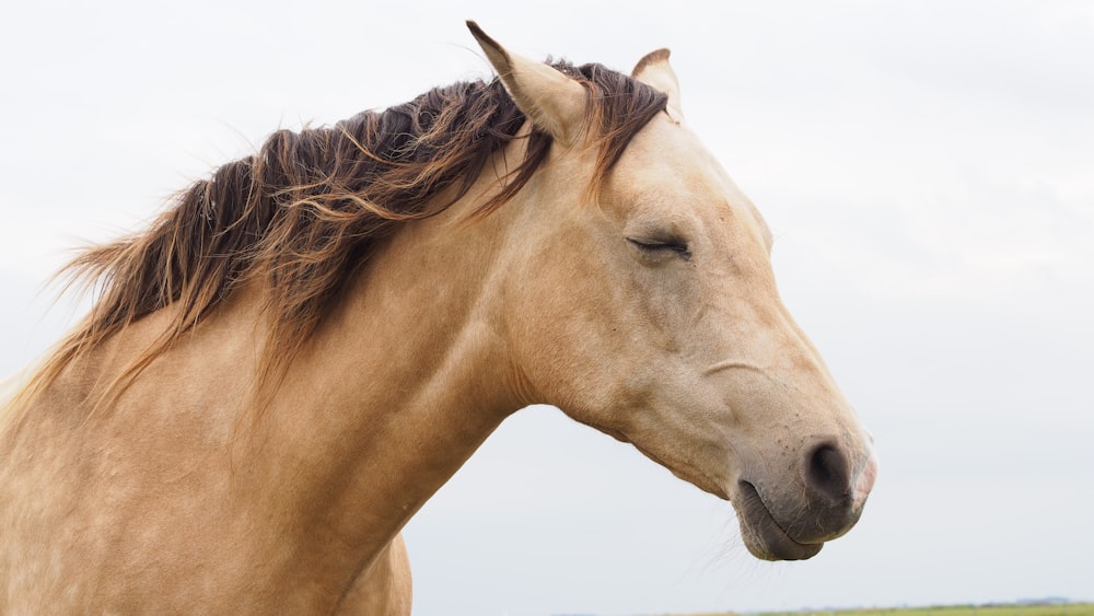 brown horse in close up photography