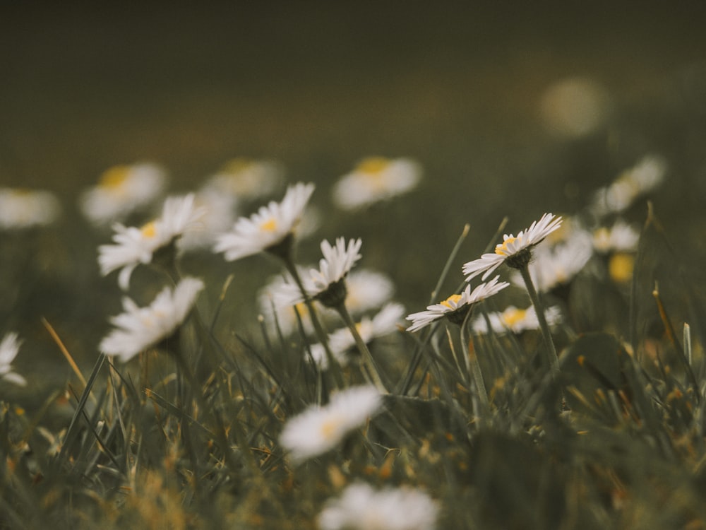 white and yellow flowers in tilt shift lens