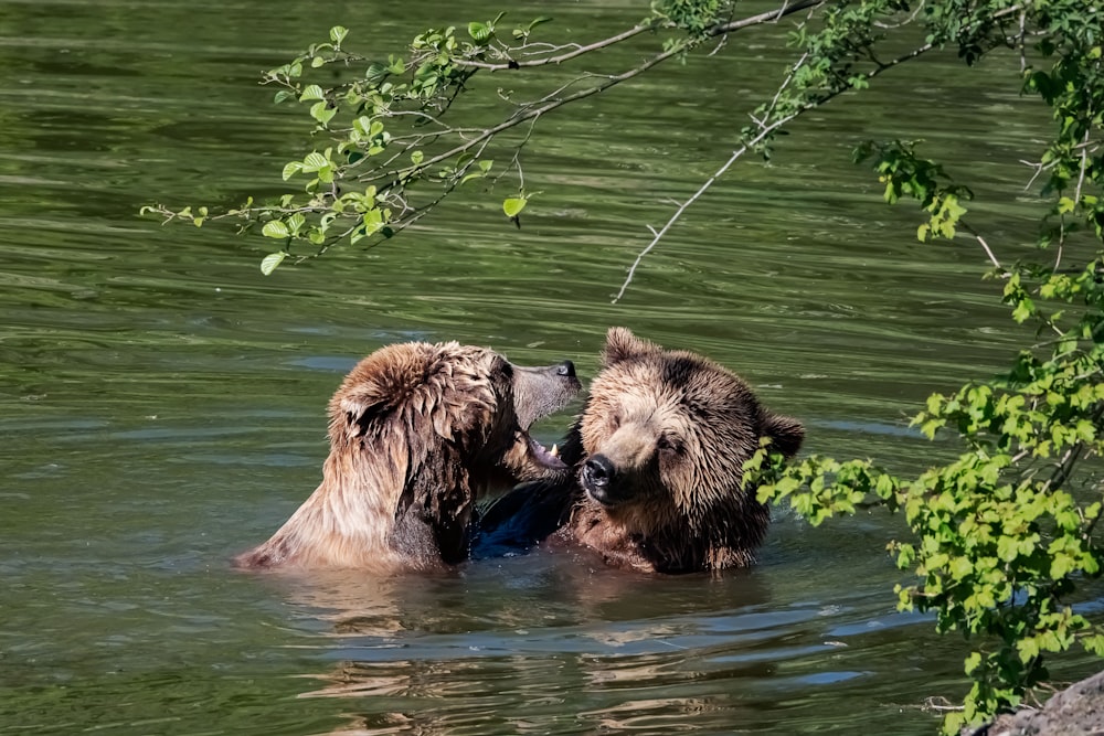 brown lion on water near green leaves during daytime