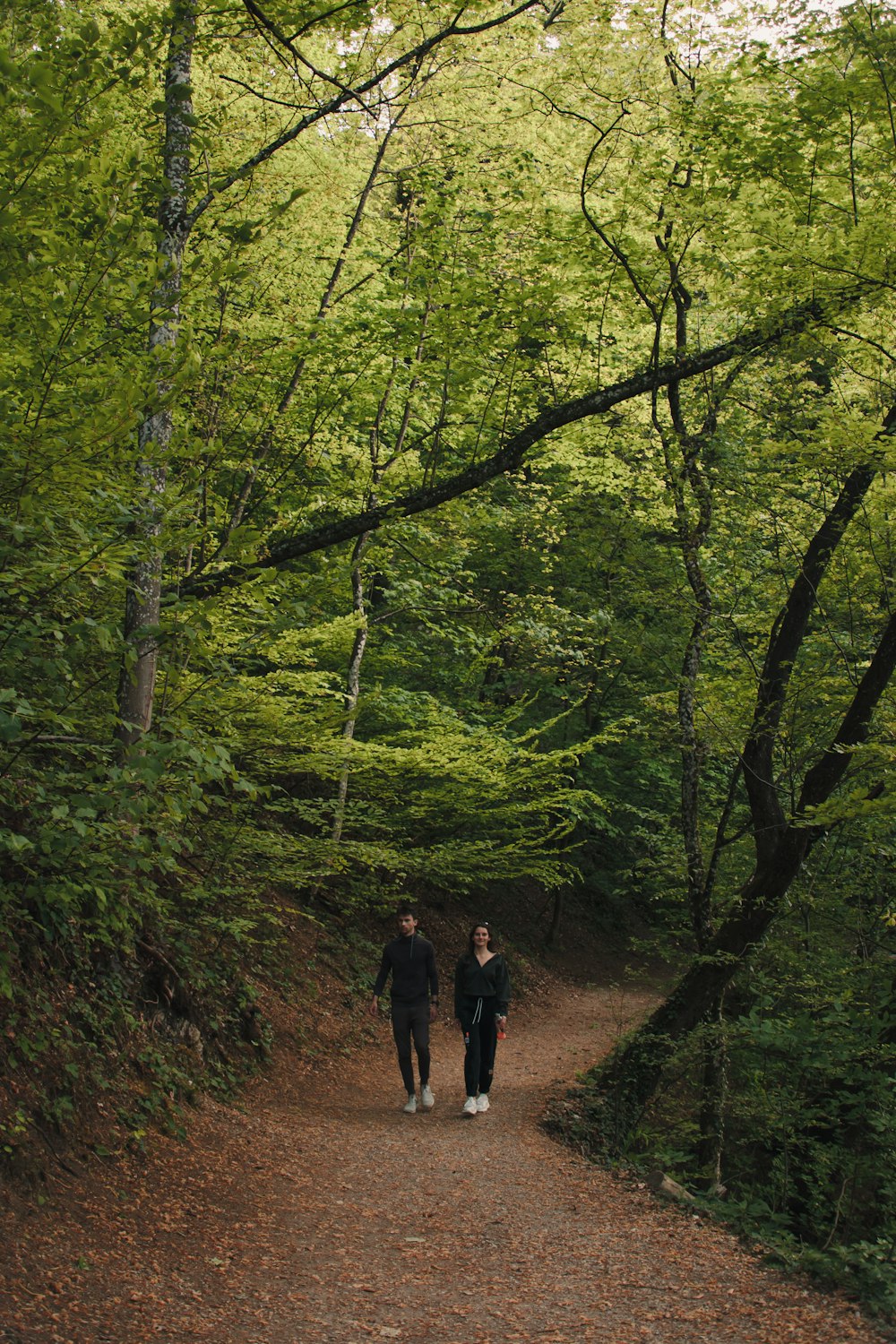 2 people walking on pathway in between green trees during daytime