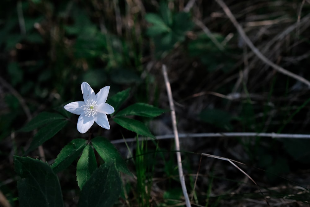 white flower with green leaves