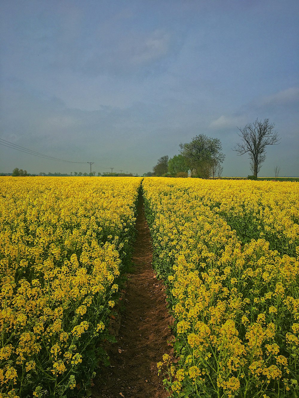 yellow flower field under white clouds during daytime