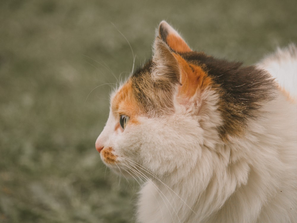 white and brown cat on black soil