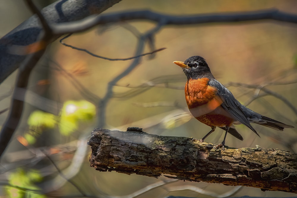 brown and black bird on brown tree branch during daytime