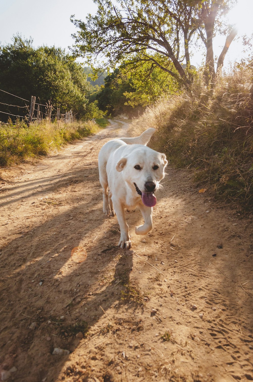 white short coated dog walking on brown dirt road during daytime