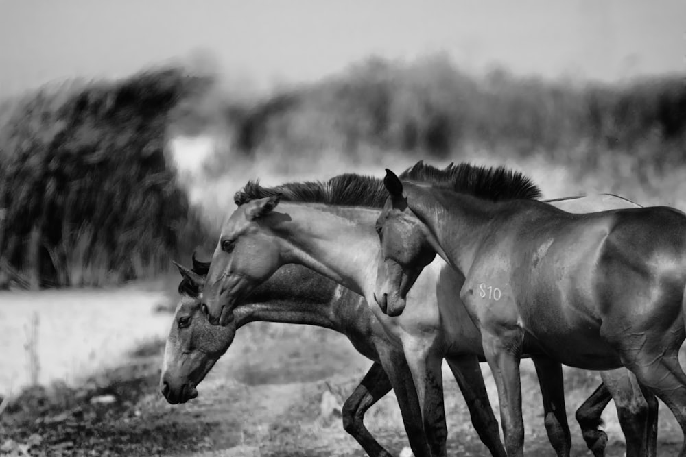 grayscale photo of two horses