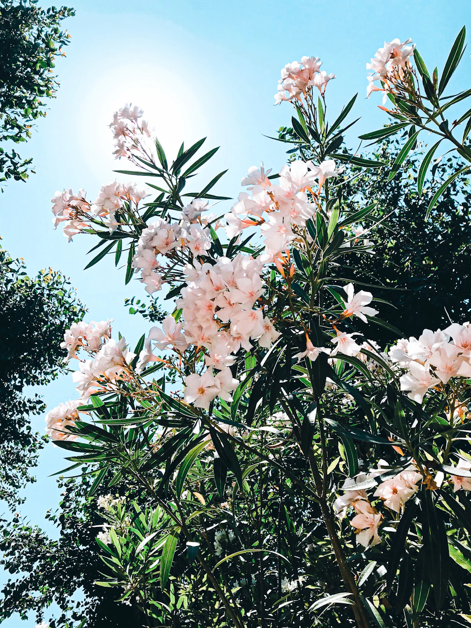 The image depicts a serene garden scene with a large tree adorned with pink flowers reaching towards the sky. The sun is shining brightly, casting its warm glow on the vibrant petals and lush green leaves below. In the background, there are other trees visible, adding depth to the scene.