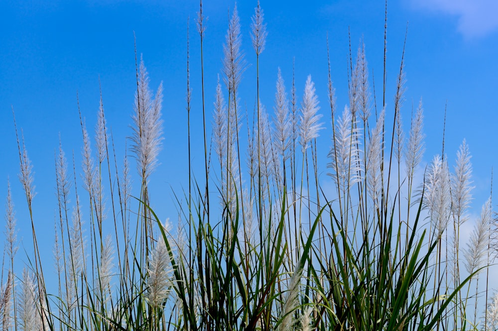 green grass under blue sky during daytime