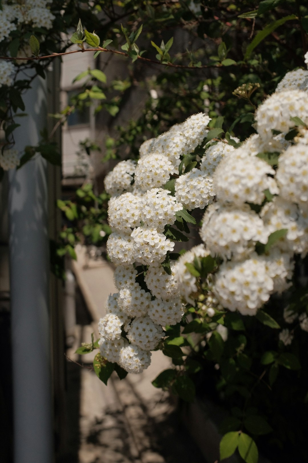 white flowers in tilt shift lens