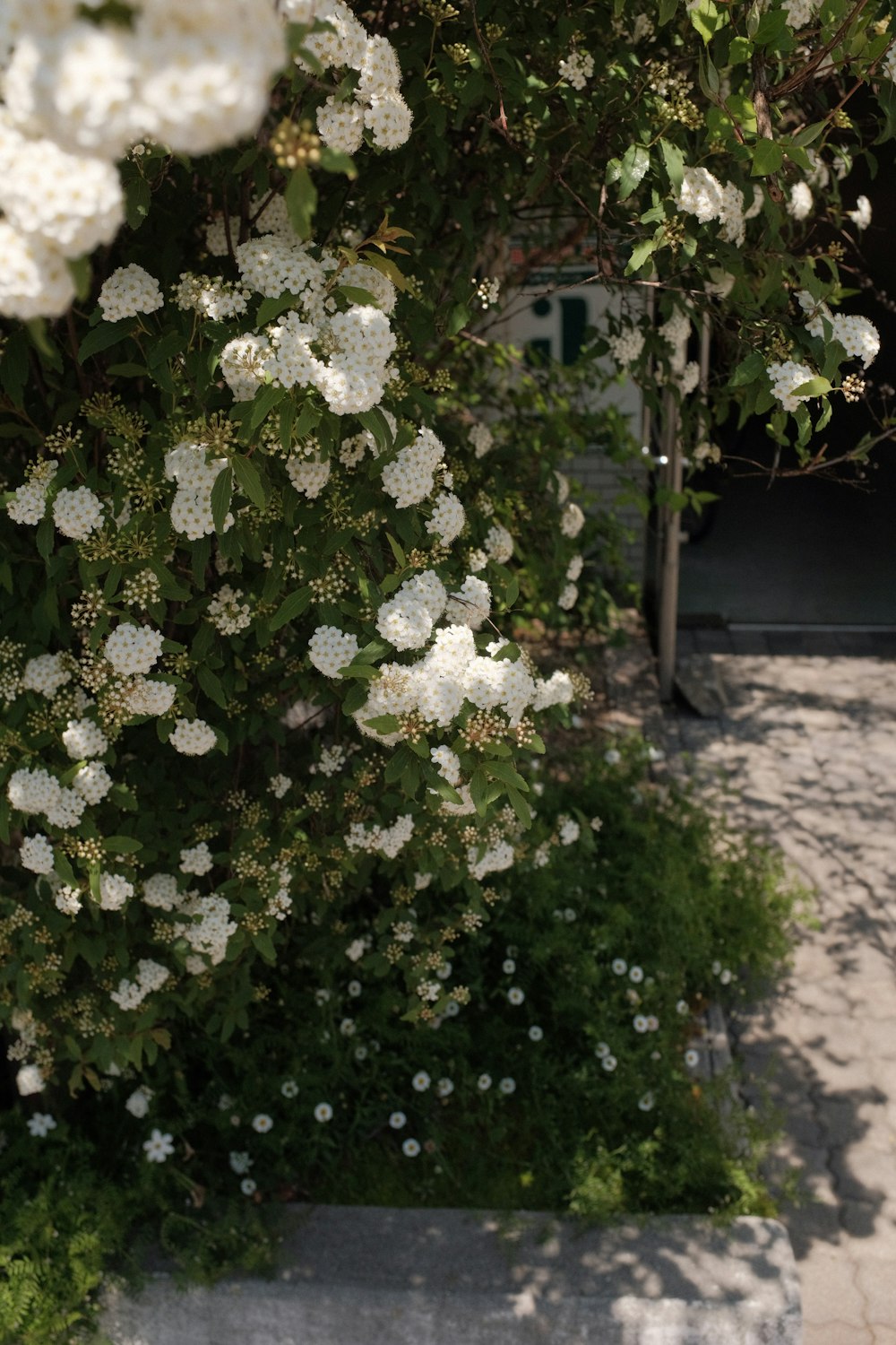 white flowers with green leaves