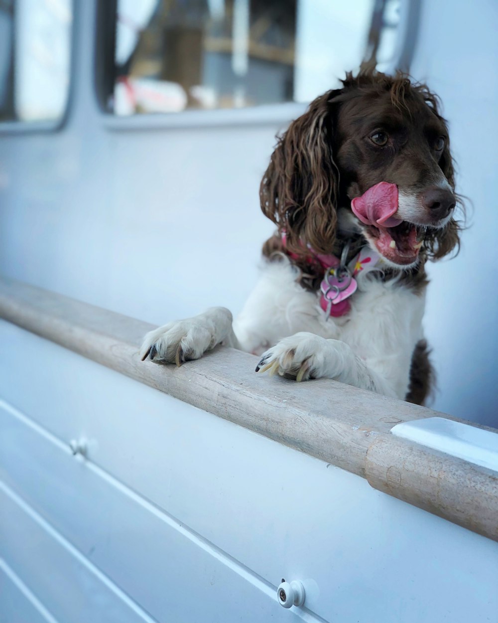 a brown and white dog sitting on the side of a truck