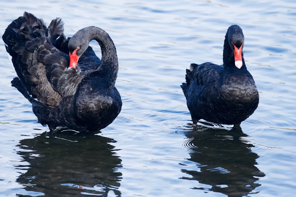 black swan on water during daytime