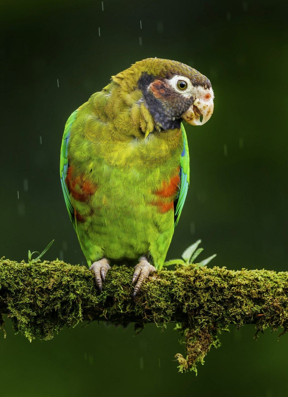 grüngelber und blauer Vogel am braunen Ast