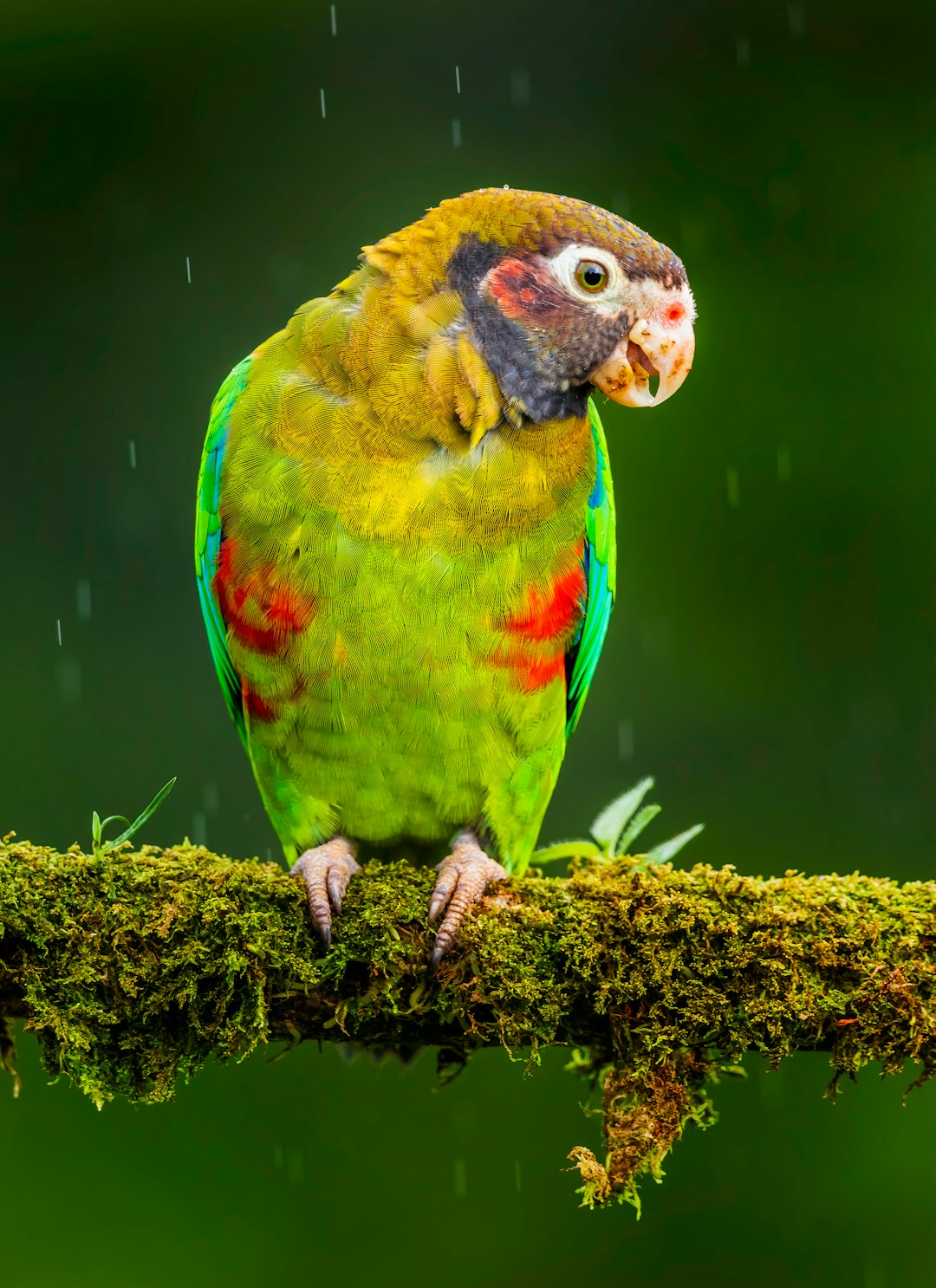 green yellow and blue bird on brown tree branch