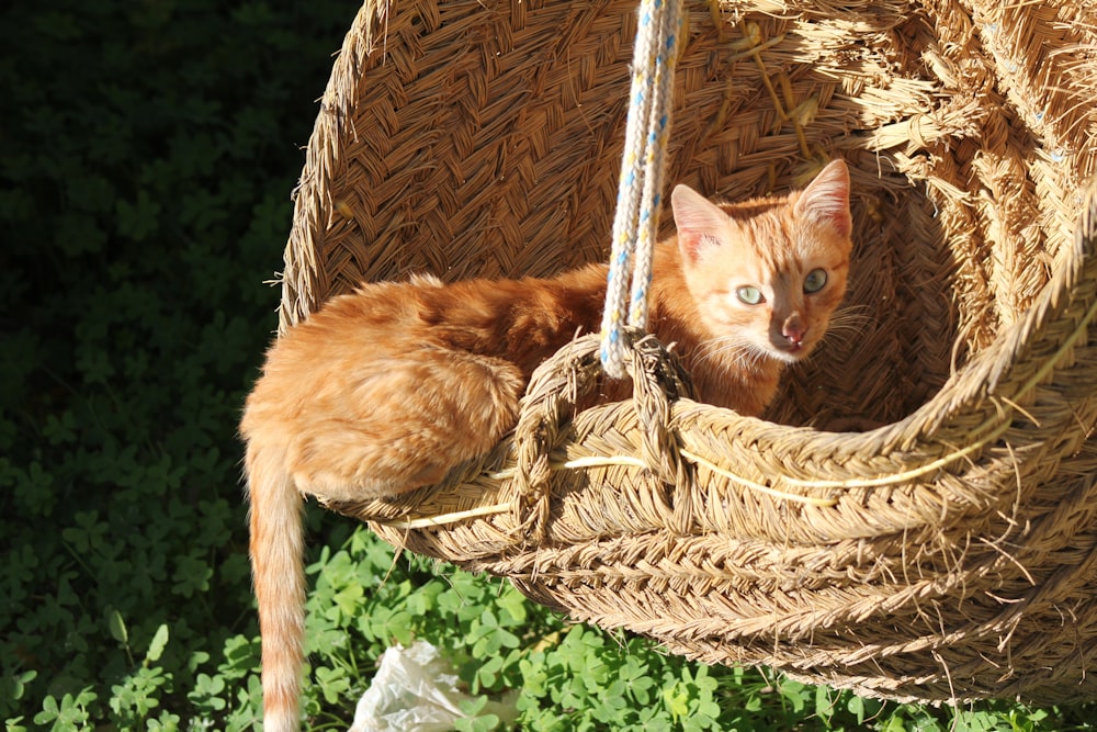 an orange cat sitting in a hanging basket
