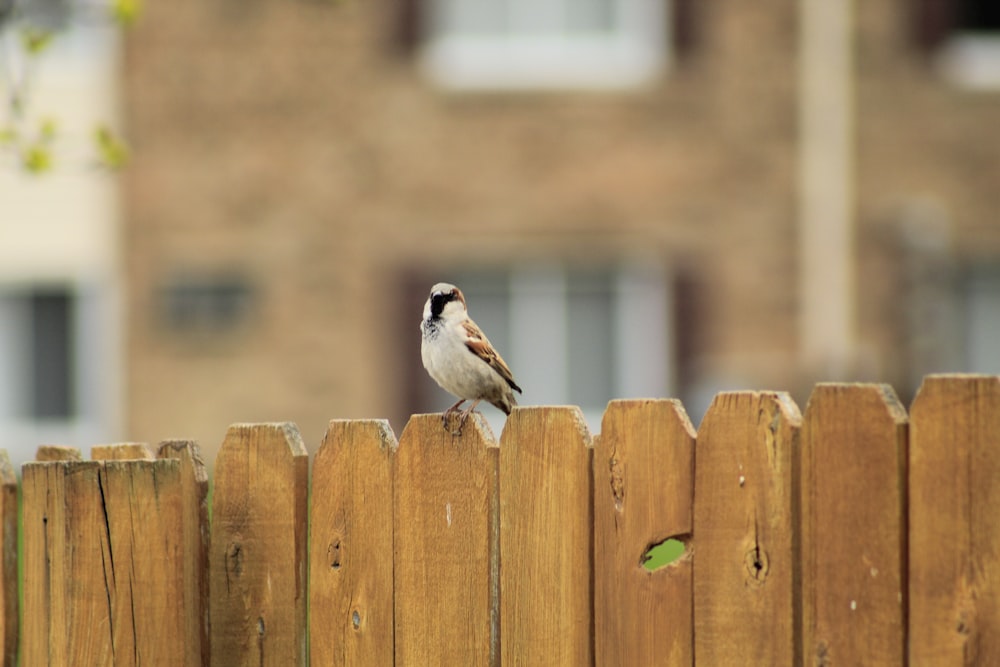 white and black bird on brown wooden fence during daytime