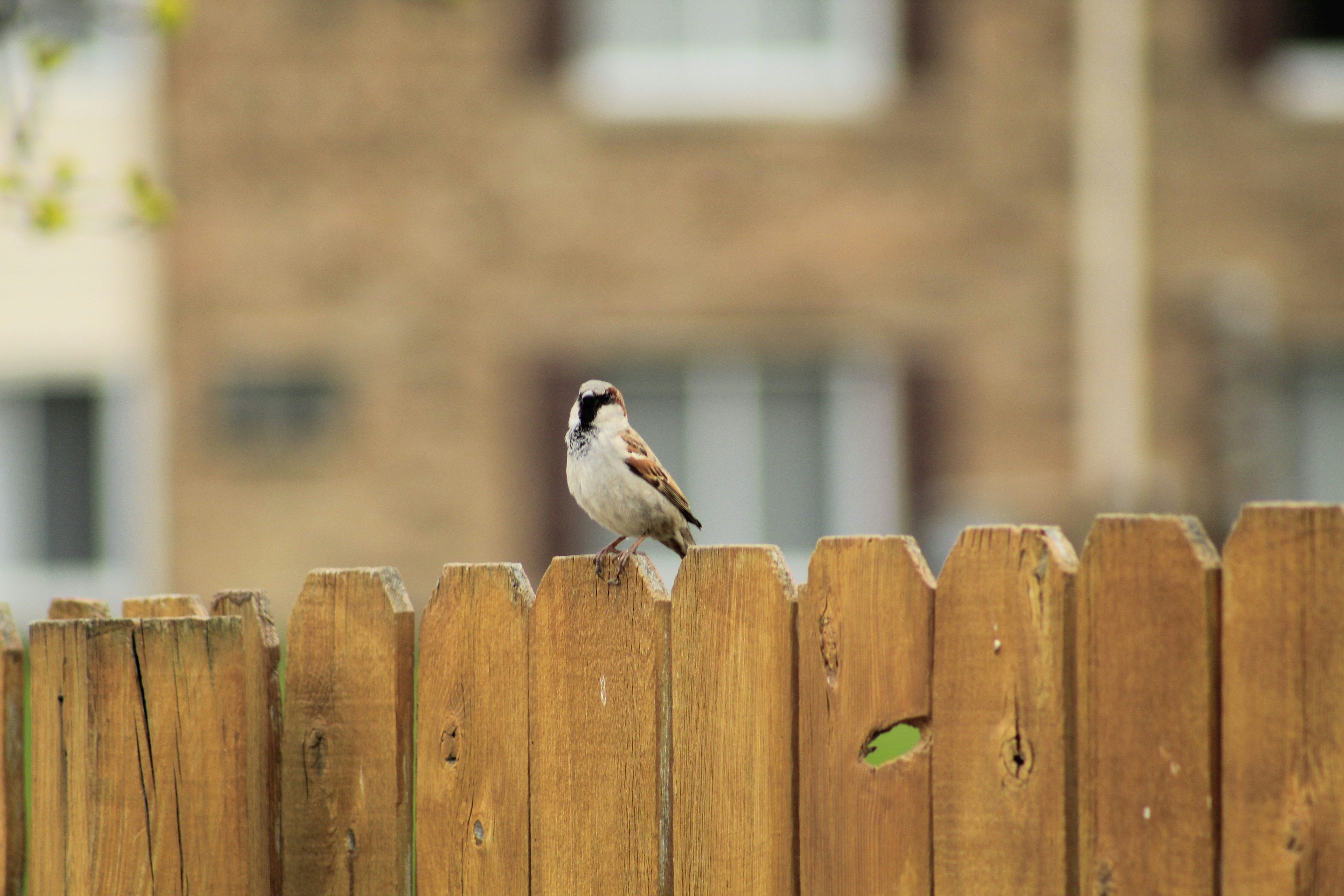 A house sparrow perches on a fence.