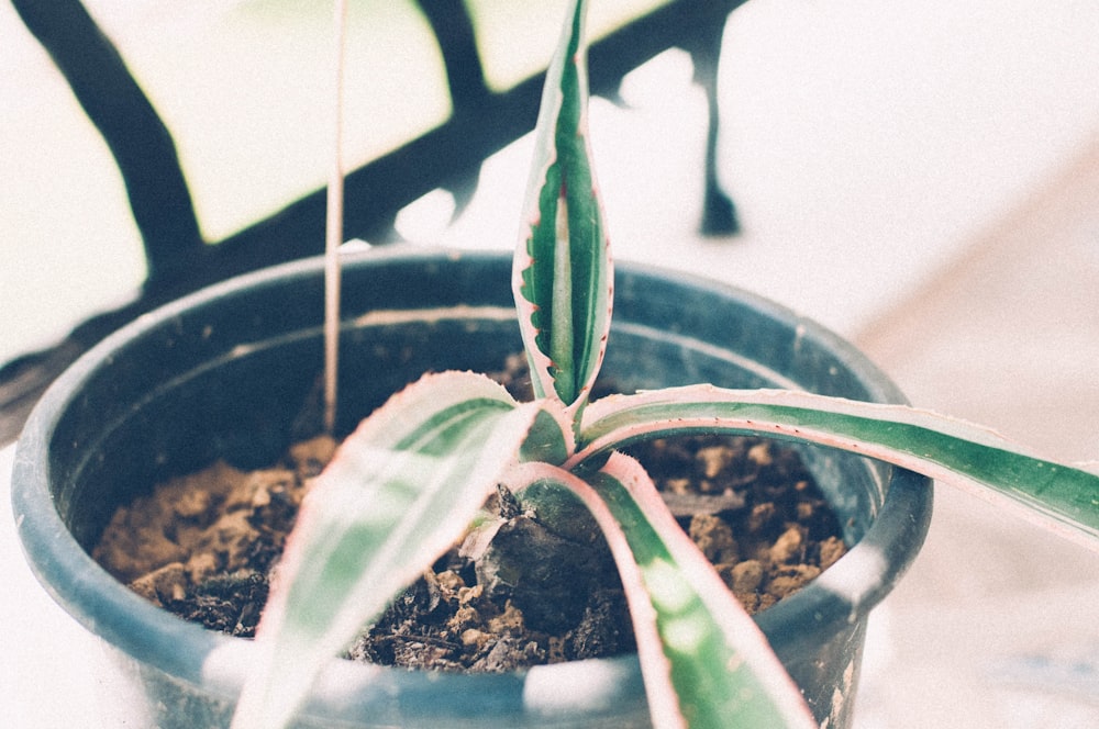 green plant in black pot