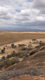 A scenic landscape featuring the iconic acacia trees of the Masai Mara.