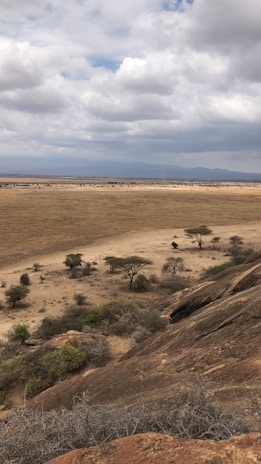 A scenic landscape featuring the iconic acacia trees of the Masai Mara.