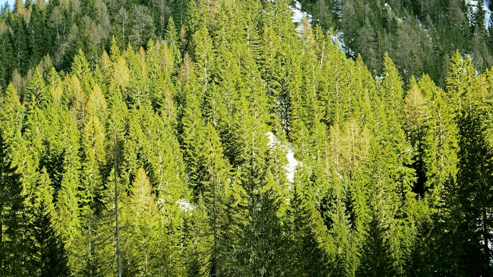 pinheiros verdes durante o dia