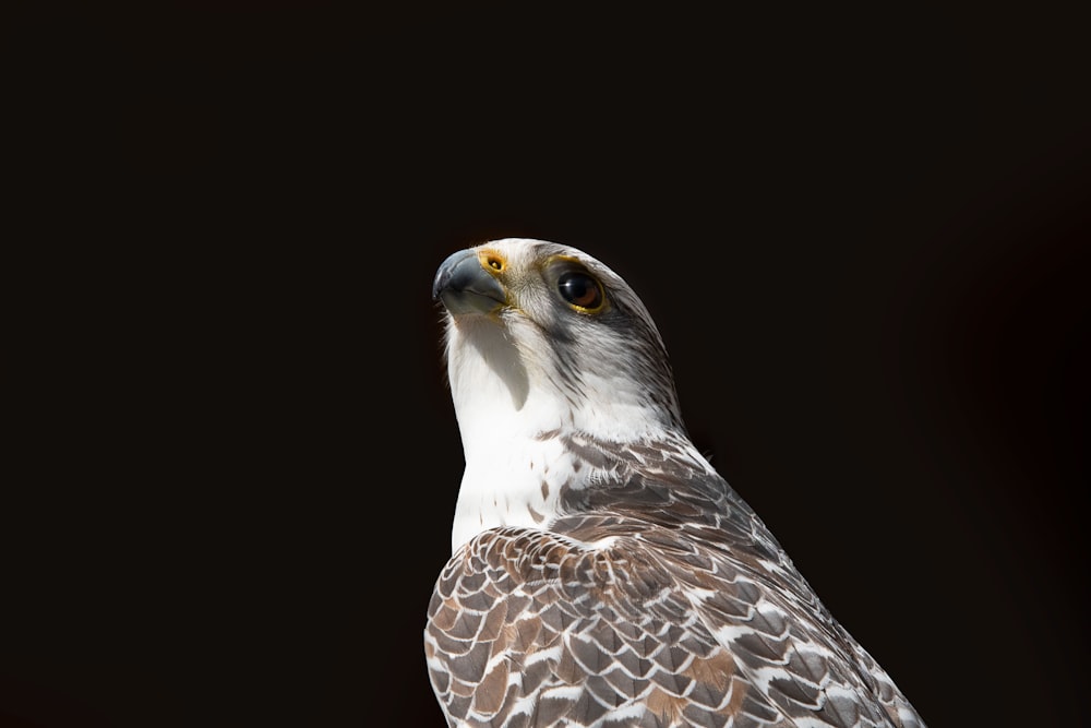 Ilustración de águila marrón y blanca