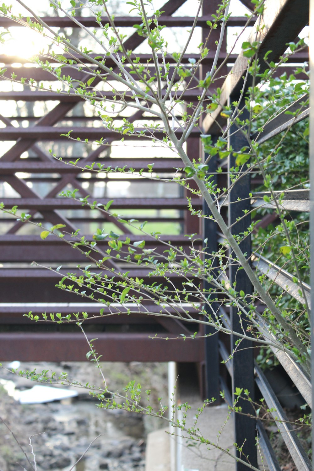 green plant on brown wooden fence