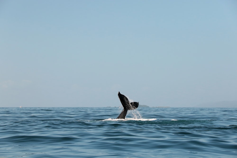 Baleine noire sur la mer bleue pendant la journée