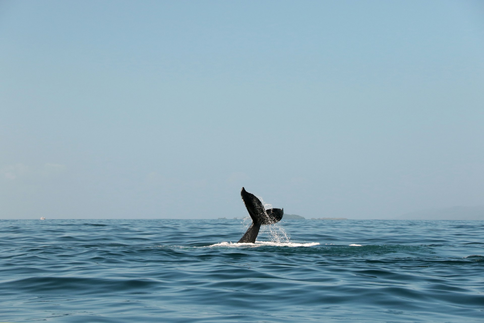 black whale on blue sea during daytime