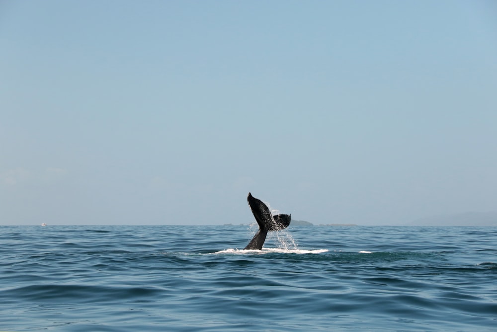 black whale on blue sea during daytime