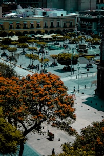 A vibrant city plaza featuring large, leafy trees with orange flowers, surrounded by historical buildings. People are casually walking or sitting around the open area, with a central fountain acting as a focal point. Terracotta and pastel-colored architecture line one side of the square.