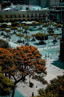 A vibrant city plaza featuring large, leafy trees with orange flowers, surrounded by historical buildings. People are casually walking or sitting around the open area, with a central fountain acting as a focal point. Terracotta and pastel-colored architecture line one side of the square.