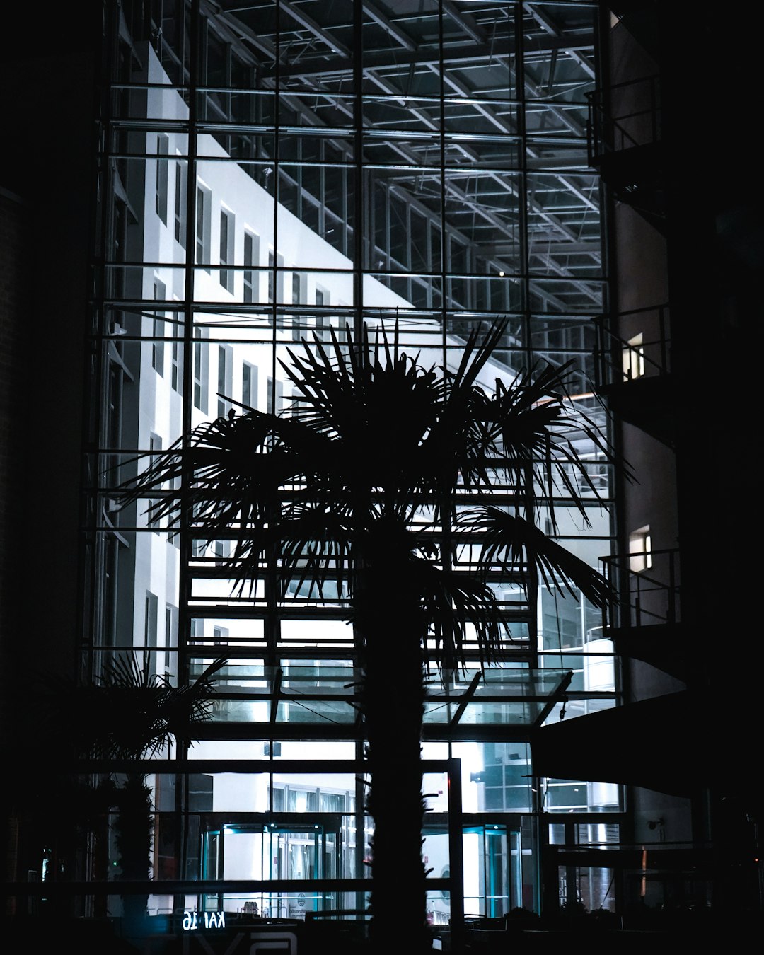 black palm tree in front of glass building