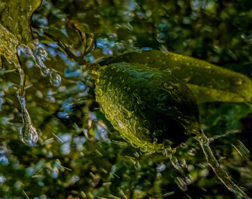 A lime is captured in motion, submerged in water, with splashes and droplets surrounding it. The lighting creates vivid reflections and textures on the lime's surface, while the background features a soft focus with shades of green and blue.
