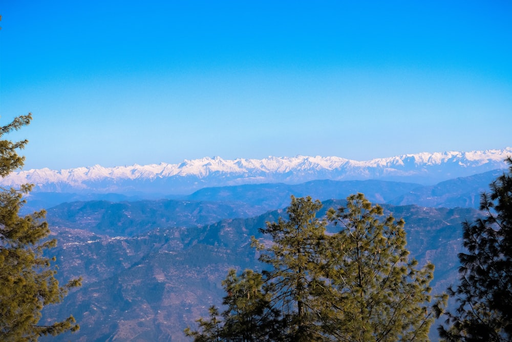 green trees on mountain during daytime