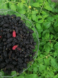 A glass bowl filled with ripe dark purple blackberries and a few red ones is placed on a lush green leafy background. The contrast between the berries and the vibrant green leaves highlights the freshness and natural setting.