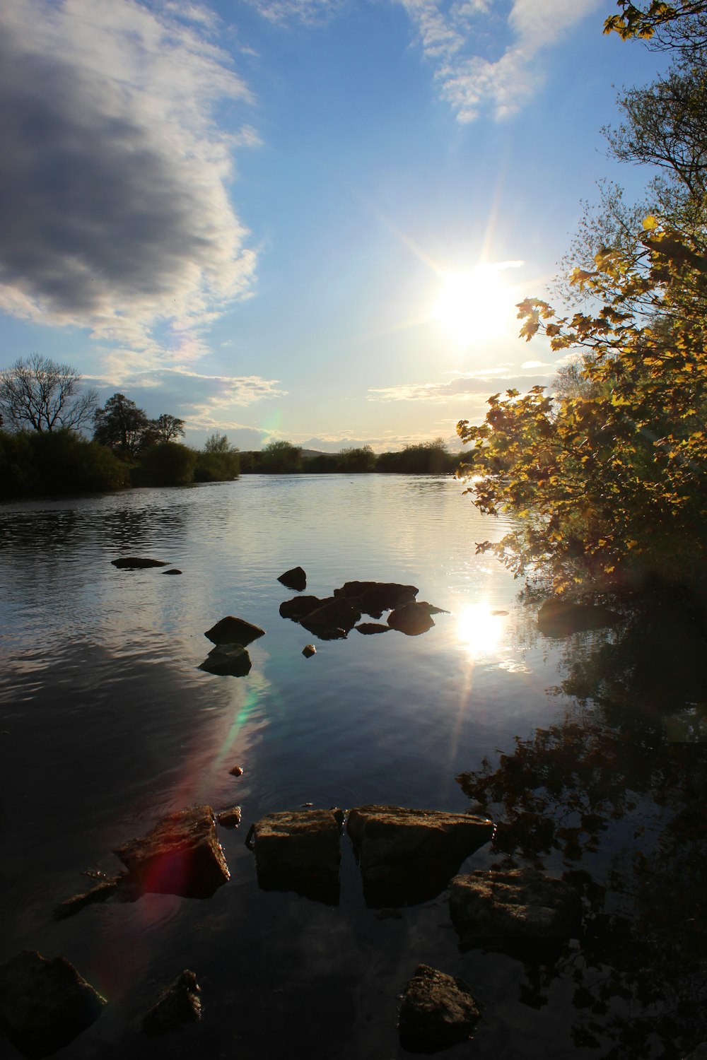 green trees beside body of water under blue sky during daytime