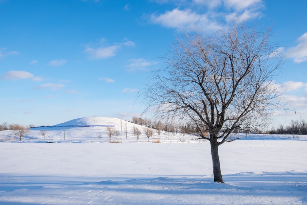 albero senza foglie su terreno coperto di neve sotto il cielo blu durante il giorno