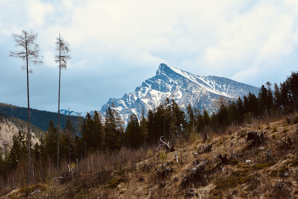 green grass field near snow covered mountain during daytime